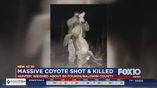 Alabama hunter kills possible mutant coyote weighing around 60 pounds [upl. by Gaelan574]