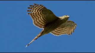 Sparrowhawk Bird Call Bird Song [upl. by Omissam]