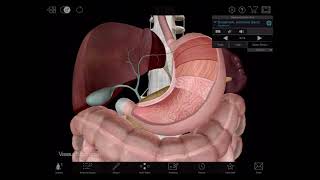 Visible Body  3D Tour of the Digestive System [upl. by Kerwinn]