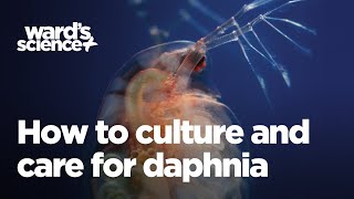 Caring and Culturing for Daphnia [upl. by Llenyt]