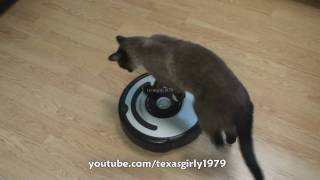 Cat shows HOW TO use iRobot Roomba Vacuum [upl. by Traver839]