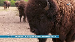 Le plus grand troupeau de bisons dEurope  Météo à la carte [upl. by Eirehs]