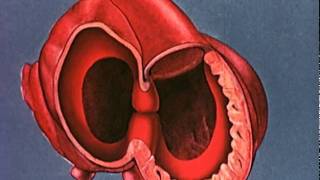 Heart embryology video [upl. by Bobbe854]