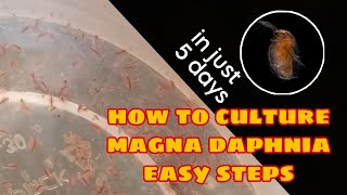 How to Culture Magna Daphnia Easily [upl. by Esilehs]