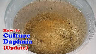 How to Culture Daphnia Update with ZERO Cost  Unlimited Live Food for Our Fish [upl. by Nowell391]