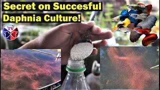 How to Culture Daphnia Successfully [upl. by Corty]