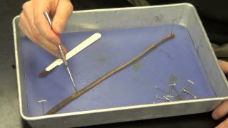 Earthworm Dissection [upl. by Maryann859]