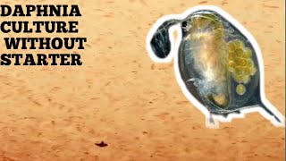 HOW TO CULTURE DAPHNIA NATURALLY WITHOUT A STARTER [upl. by Pirali]