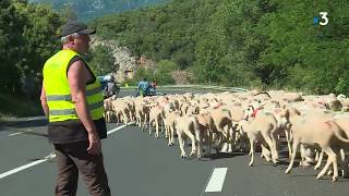 Hérault  la transhumance sur le Larzac vers les hauteurs [upl. by Asiil]