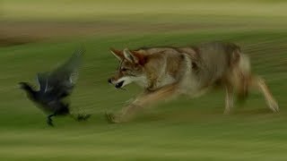 Coyote Hunts Birds  BBC Earth [upl. by Spanjian624]