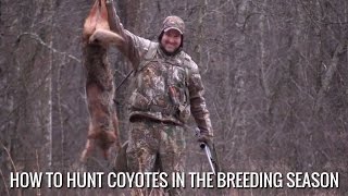 How To Hunt Coyotes In The Breeding Season [upl. by Selry]