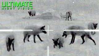 Thermal Predator Hunting  60 Coyotes Down by ONeill Ops [upl. by Auohp819]