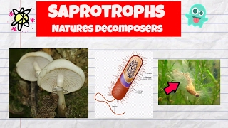 Saprotrophs ExamplesDecomposersFungiBacteriaWater mold [upl. by Boucher]