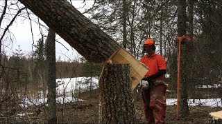 TREES THAT DON’T LIKE HINGE CUTTING Tongue amp Groove Tree Felling [upl. by Edny103]