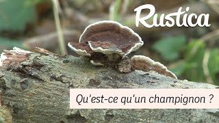 Reconnaitre les champignons parasites et saprophytes [upl. by Goles]