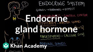 Endocrine gland hormone review  Endocrine system physiology  NCLEXRN  Khan Academy [upl. by Gnuj]