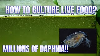 How to Culture Daphnia Secret Method to Breed MILLIONS  Simply Aquatic [upl. by Kandace]