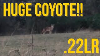 HUGE Coyote hunting with a 22 LR [upl. by Gassman319]