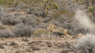 4 Shotgun Coyotes Guided Coyote Hunt day 1 [upl. by Vullo559]