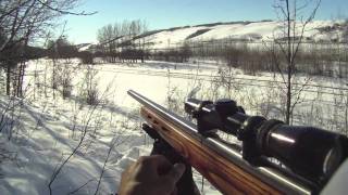 coyote hunting 22 mag [upl. by Aneahs]