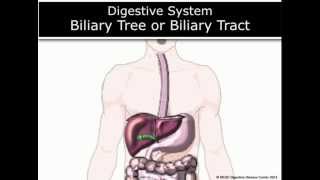 MUSC DDC Biliary Tree Anatomy Animation [upl. by Ativahs]