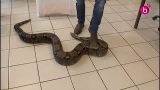 Formation des pompiers aux Nouveaux Animaux de Compagnie [upl. by Ahsekram]