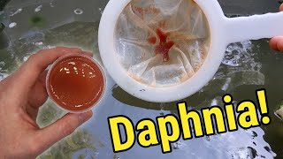 How I Culture Daphnia In Outdoor Tubs [upl. by Standush]