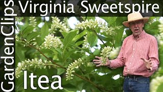 Virginia Sweetspire  Itea virginica  Growing Itea  Fragrant flowering perennial shrub [upl. by Kresic]