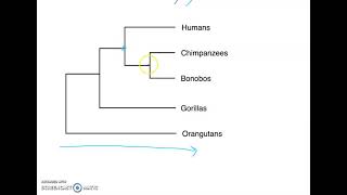 Phylogenetic Tree Basics [upl. by Selhorst657]