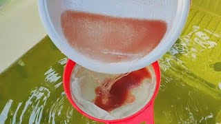 How to culture daphnia  Daphnia culture  How to grow daphnia outdoor [upl. by Leiram]