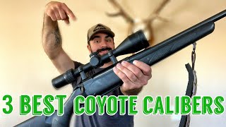 My Favorite Coyote Hunting Calibers 2019 [upl. by Linnette145]