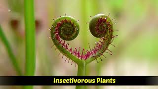 Heterotrophic Plants  Saprophytic  Parasitic  Insectivorous plants [upl. by Savart942]