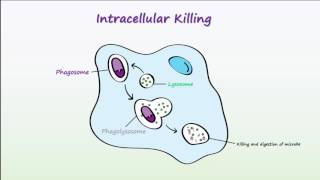 Phagocytosis [upl. by Imorej481]