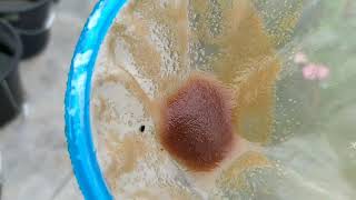 How to culture daphnia moina in a small container Part 1 English Subtitle [upl. by Olracnaig]