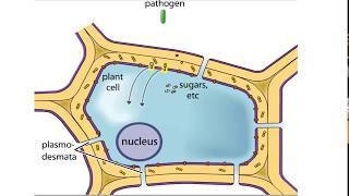 Plant Defense Mechanisms from Pathogens [upl. by Eeb933]