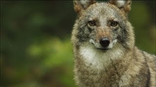 Meet the Coywolf A New Hybrid Carnivore Roams the City  MetroFocus [upl. by Eelrebmik536]