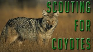 How to Find More Coyote Hunting Opportunities [upl. by Tina]