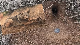 EASIEST WAY TO TRAP COYOTES [upl. by Max]