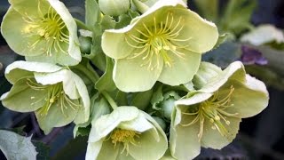 How to grow Hellebores [upl. by Rehpotsirhk548]