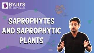 Saprophytes and Saprophytic Plants [upl. by Nan394]