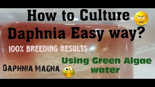 Daphnia MagnaHow to Culture Daphnia Easy wayCulturing Daphnia using Green water Daphnia [upl. by Cato]