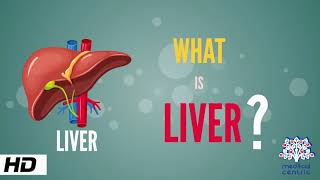 What is Liver Anatomy Parts and Function [upl. by Haididej]