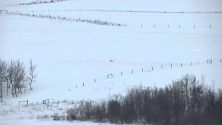 Longest coyote shot on video  1390 yards [upl. by Ahsier]