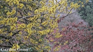 Witch hazel Hamamelis [upl. by Hayidan]