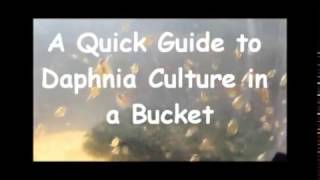 How to culture daphnia outside [upl. by Nohtahoj]