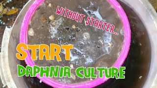 How to culture daphnia moina the easy way 1  Starting the Daphnia culture [upl. by Kerk446]