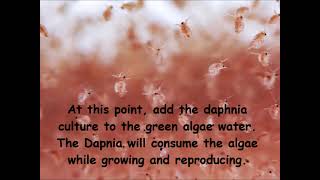 Daphnia  How to grow daphnia in your home [upl. by Yak251]