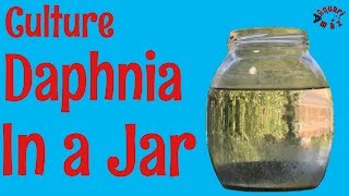 How to Culture Daphnia in a Jar [upl. by Margaret]