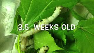 Silkworm lifecycle worm to cocoon [upl. by Cherilyn]