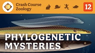 Phylogenetic Mysteries Crash Course Zoology 12 [upl. by Gnaw]